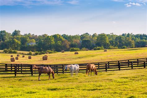 sex stories with a horse|At the Farm .